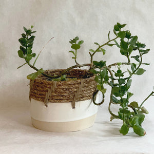 
            
                Load image into Gallery viewer, Woven Top Planter
            
        